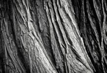 Co grozi za przyjmowanie na czarno? Co grozi za przyjmowanie na czarno?