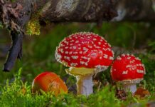 Czy jestem toksycznym pracownikiem? Czy jestem toksycznym pracownikiem?