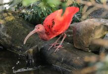 Kto to jest rezydent? Kto to jest rezydent?