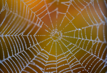 Ile wynosi kwota netto na umowę zlecenie?